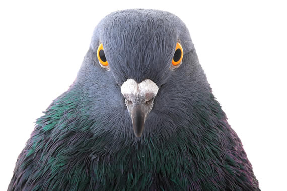 The Feral Pigeon - Colombia Livia