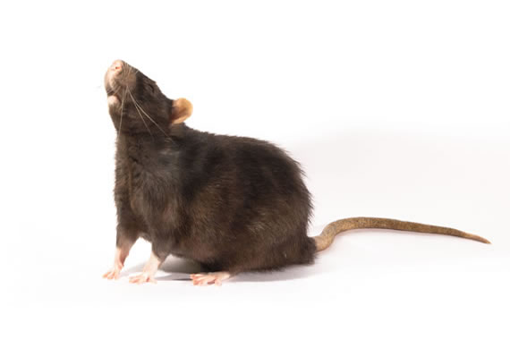 Rat Problems